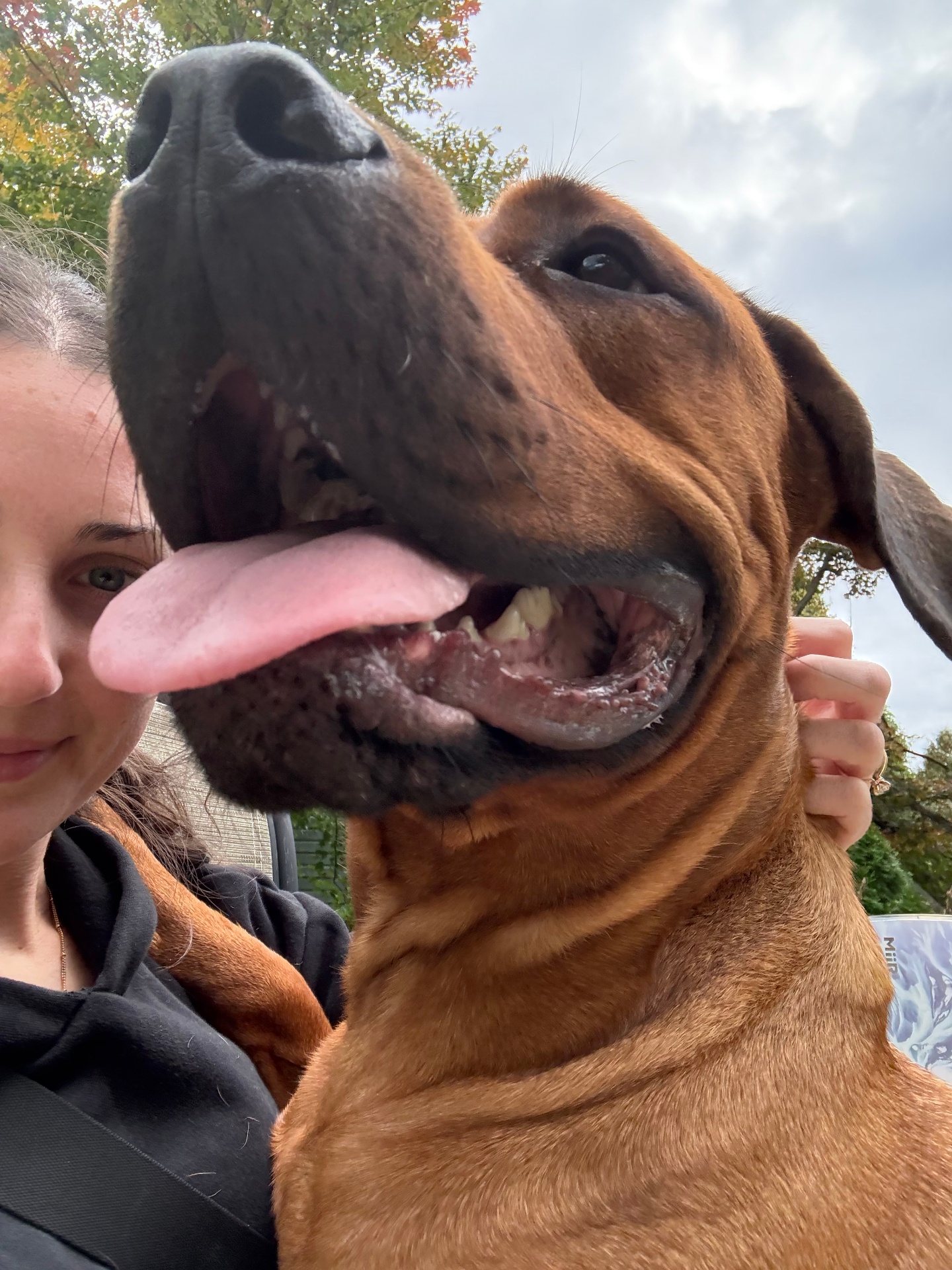 Playful boxer with tongue out posing with Ally outside