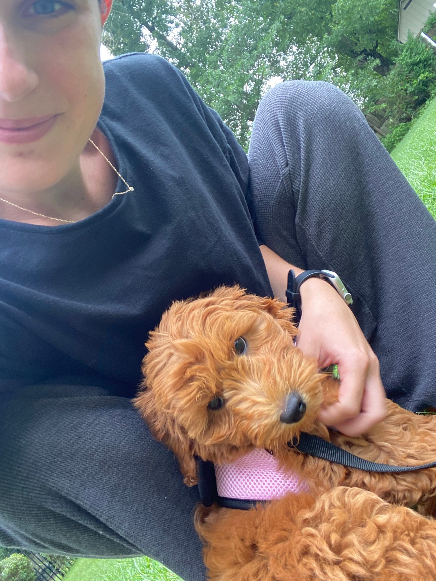 Tiny red goldendoodle puppy resting on Ally's lap