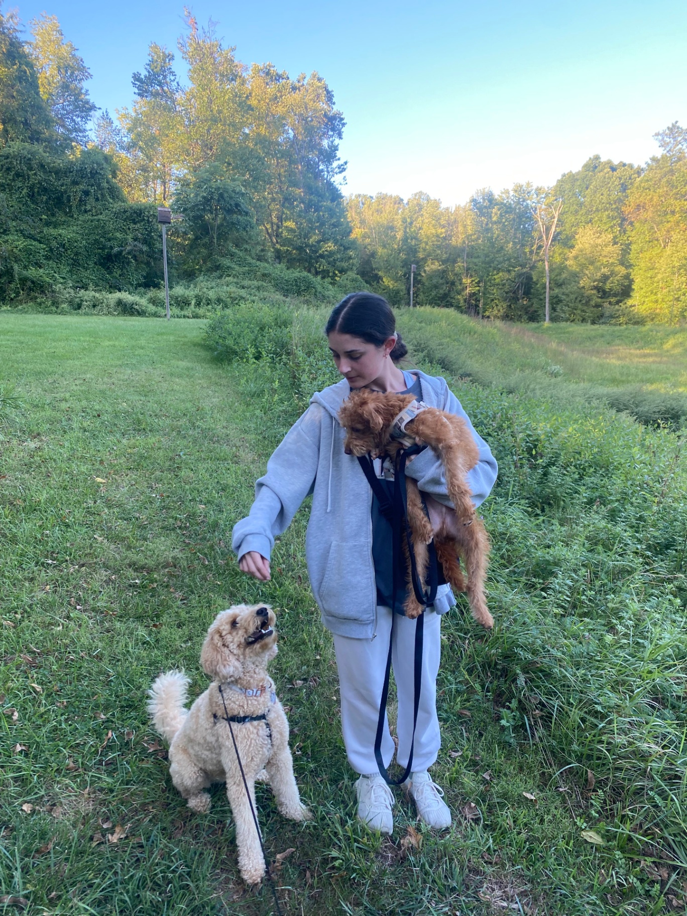 Ally on a sunset trail walk holding one doodle and training another