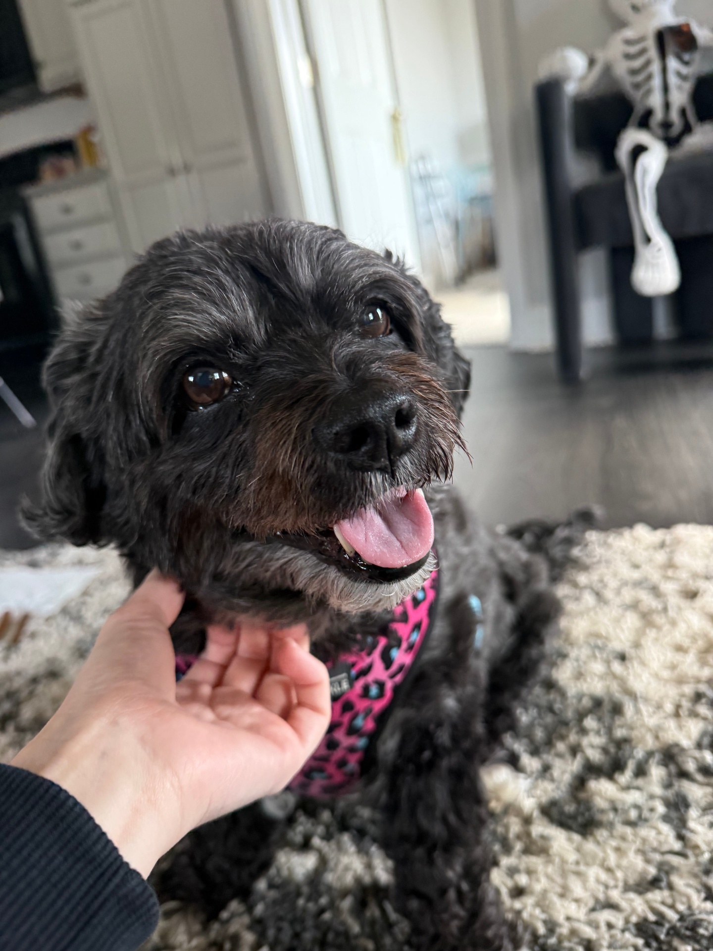 Sweet black doodle in a pink harness getting chin scratches