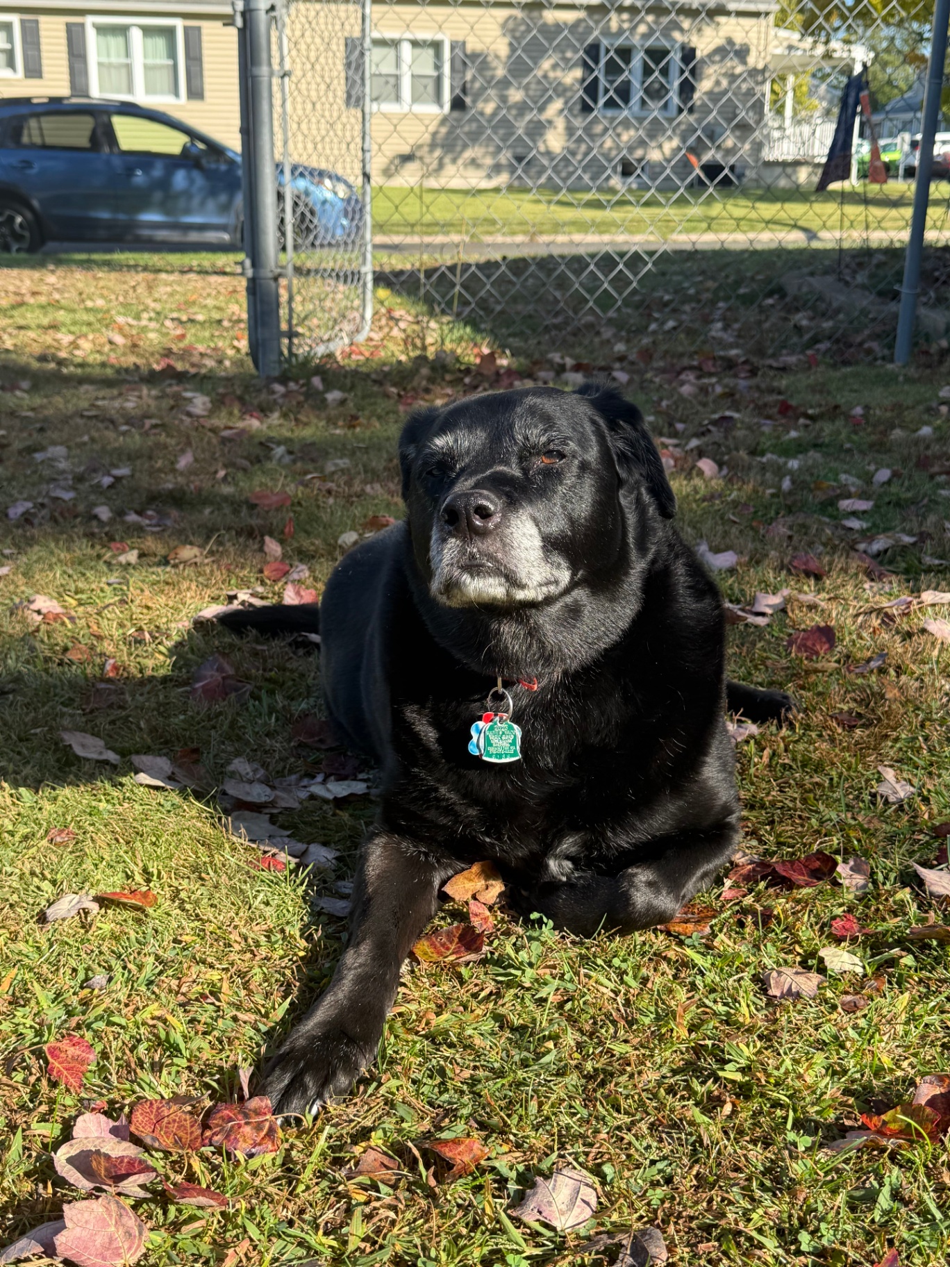 Distinguished older black Labrador resting in fall leaves