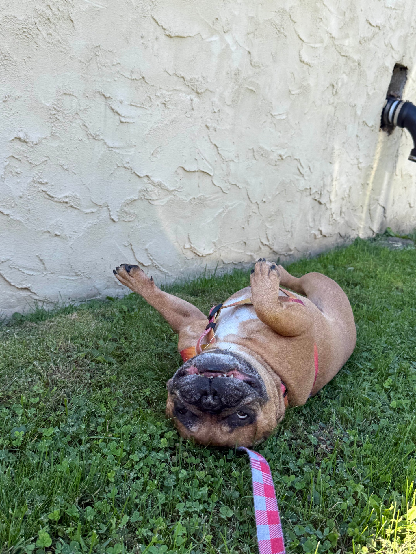Bulldog rolling happily on the grass for belly rubs