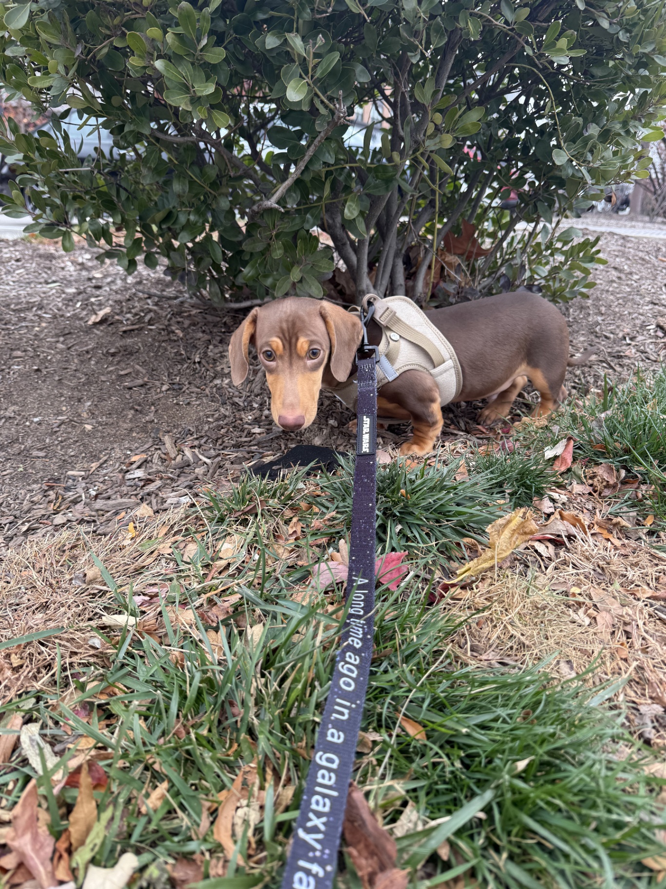 Mini dachshund puppy on a Star Wars leash exploring under a bush