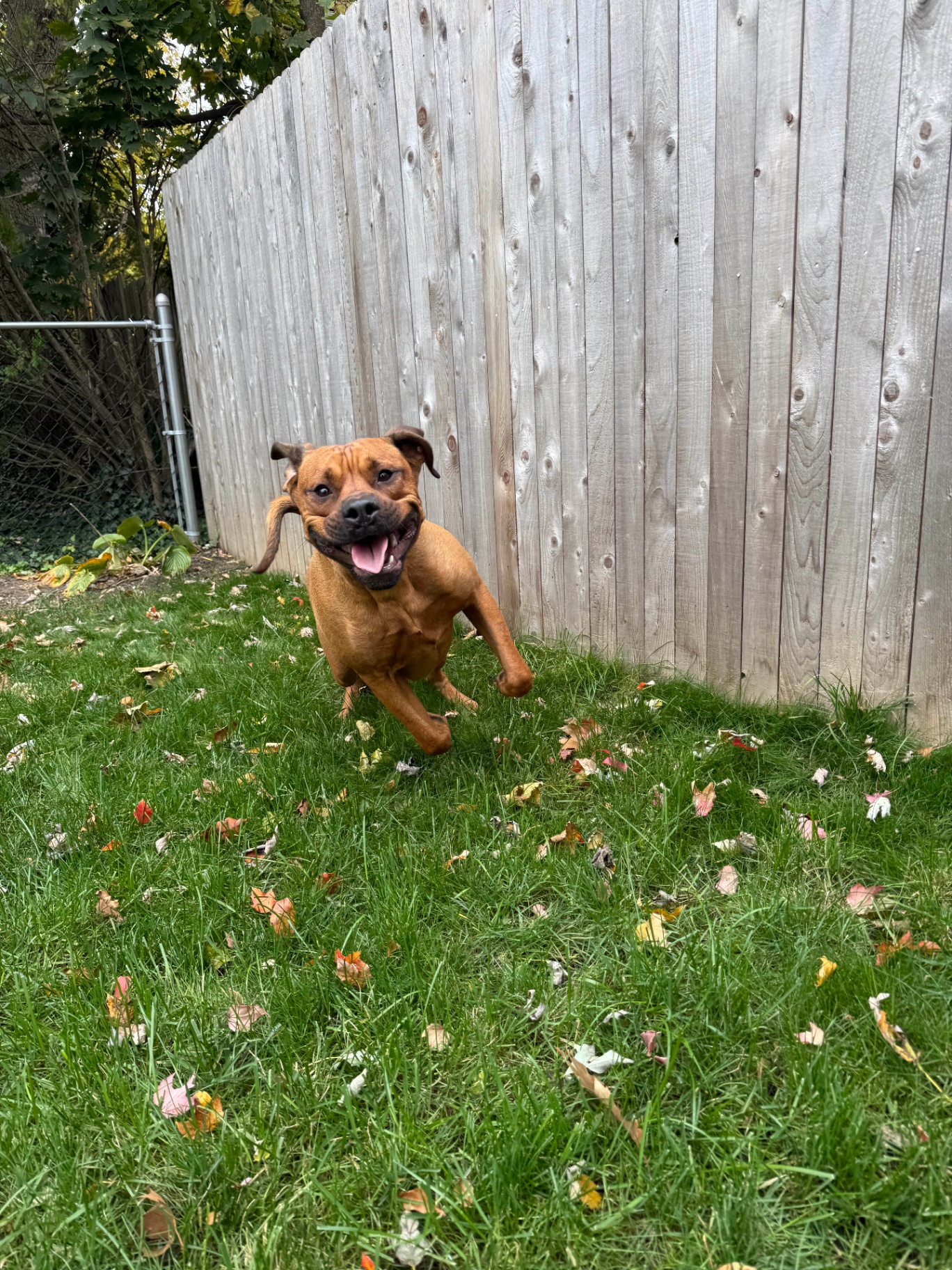 Happy brown dog mid-run through autumn leaves