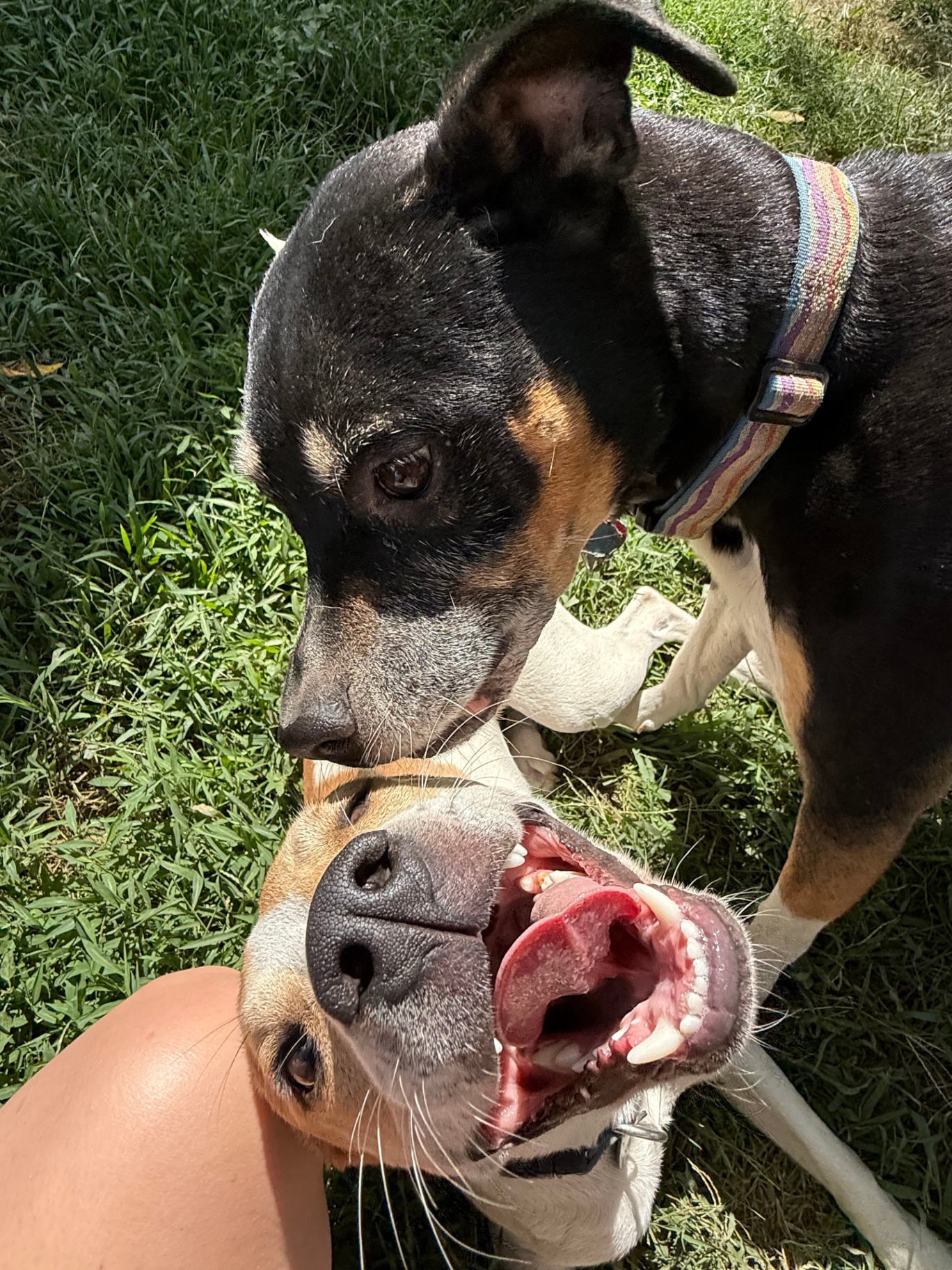 Two dogs playing happily together in the grass