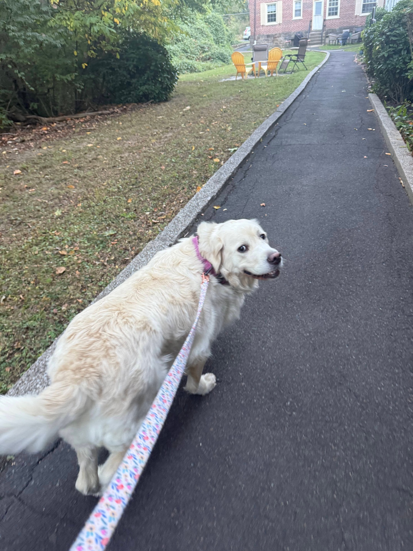 Cream golden retriever on a flowered leash during a morning walk