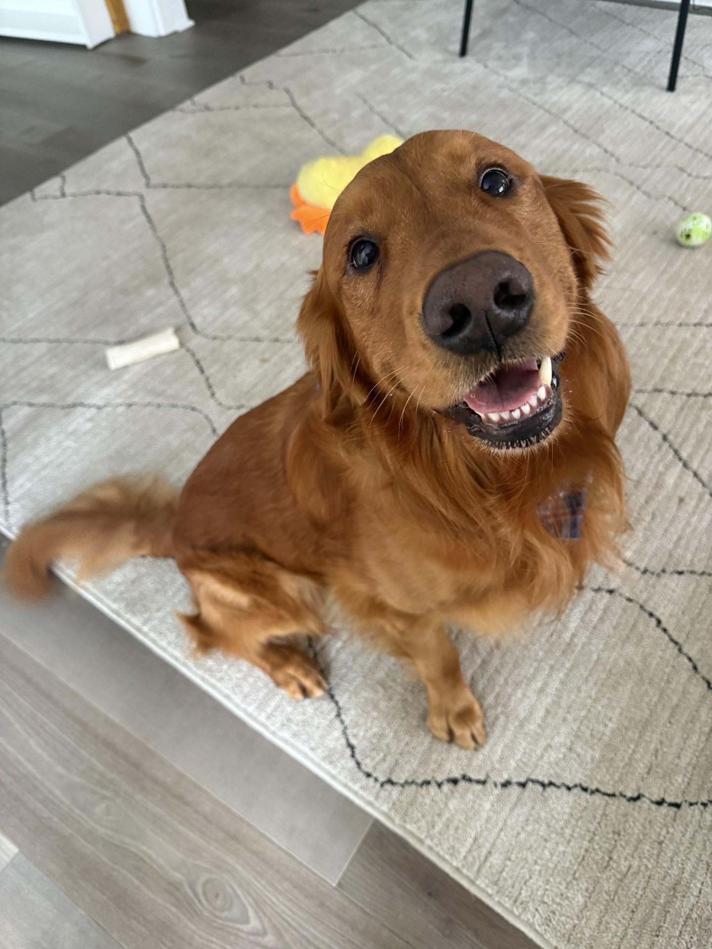 Red golden retriever flashing a huge smile on a cozy living room rug