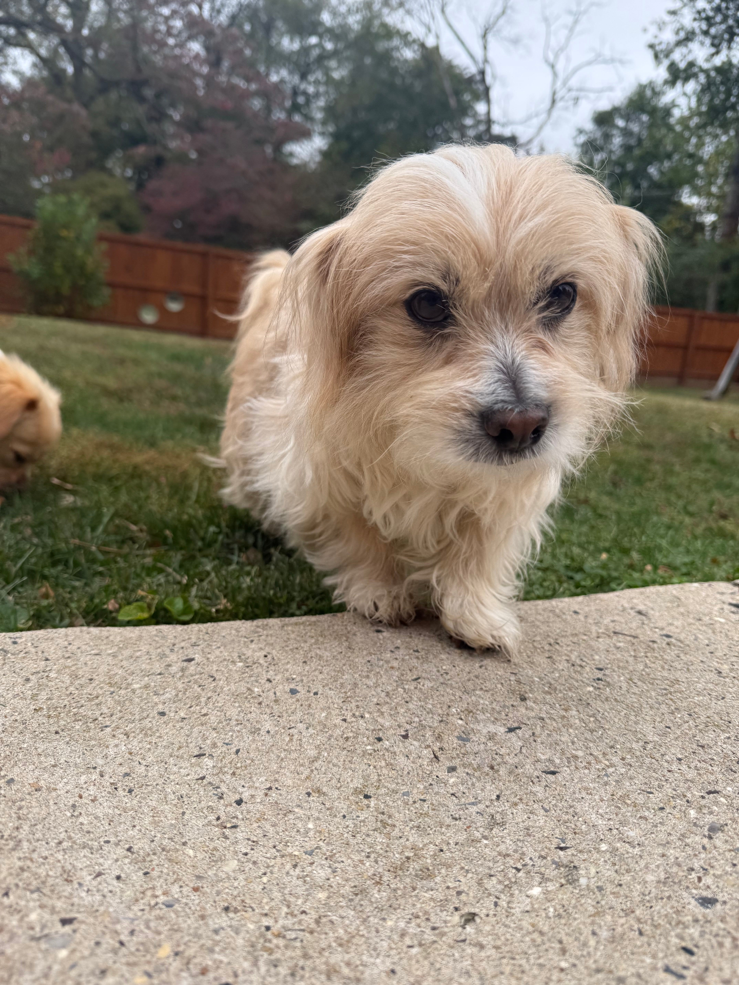 Scruffy little tan terrier mix exploring the backyard