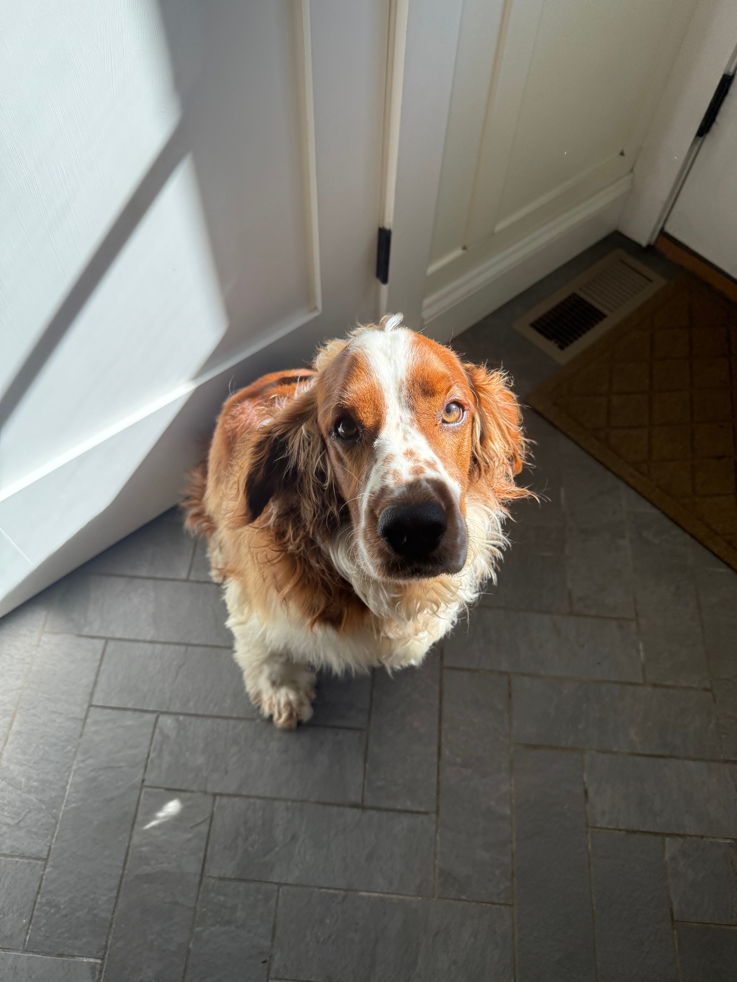 Red and white spaniel looking up sweetly indoors