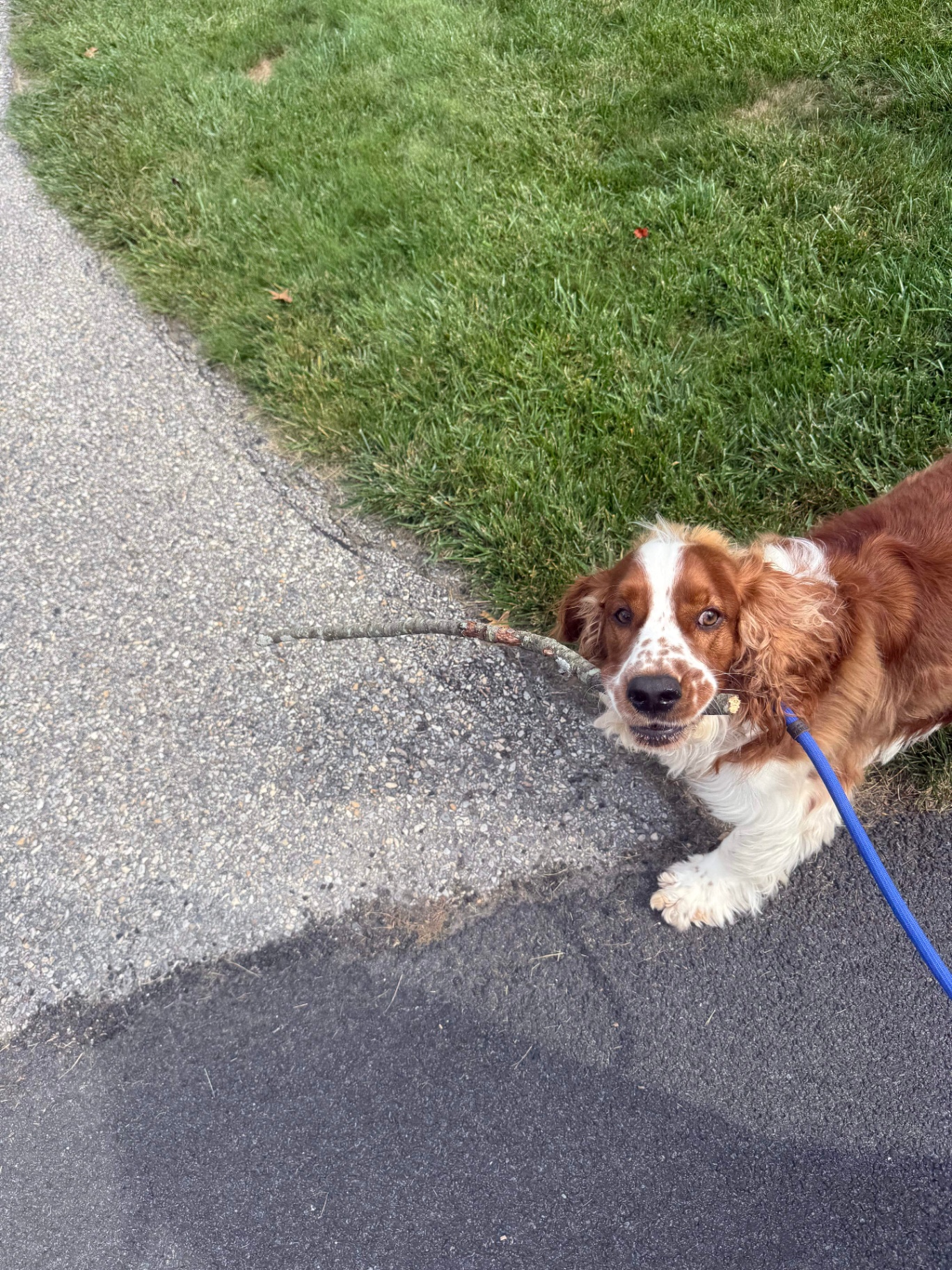 Welsh springer spaniel proudly carrying a long stick on a walk