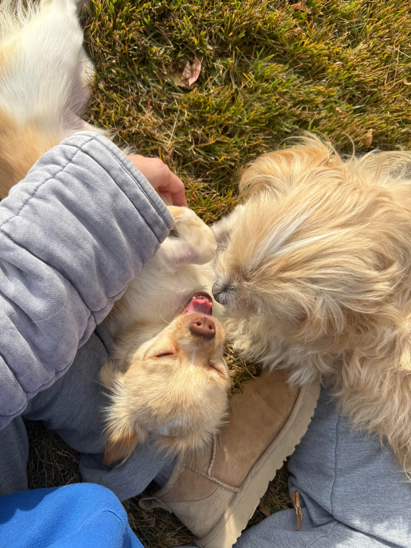 Two small pups cuddled together on Ally's lap in the sun