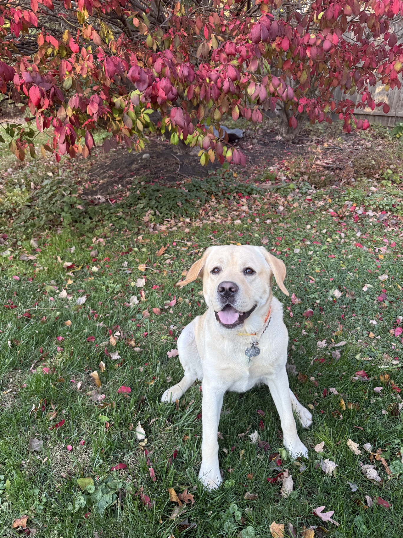 Yellow Labrador grinning under a brilliant red fall tree