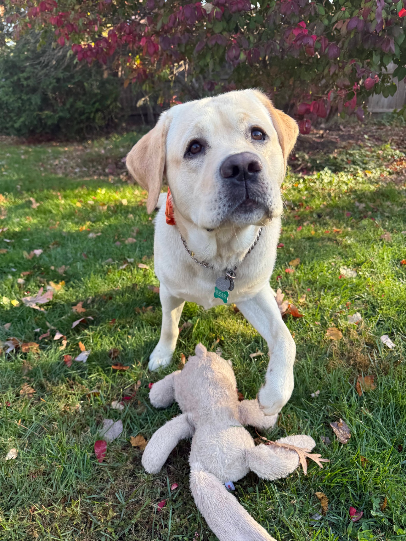 Yellow Labrador 'Bear' standing proudly with his stuffed toy