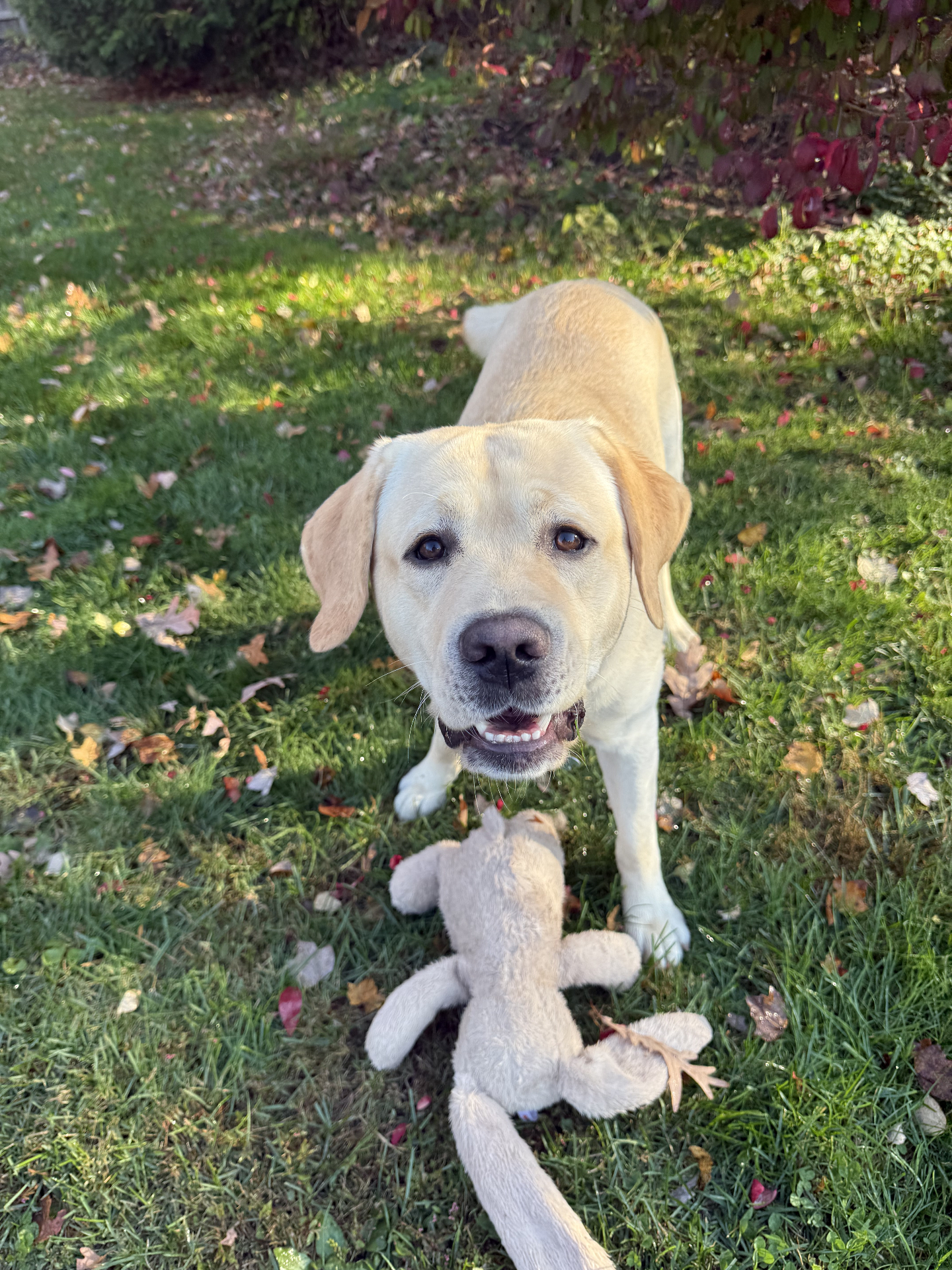 Yellow Labrador with a well-loved bunny toy in the autumn grass
